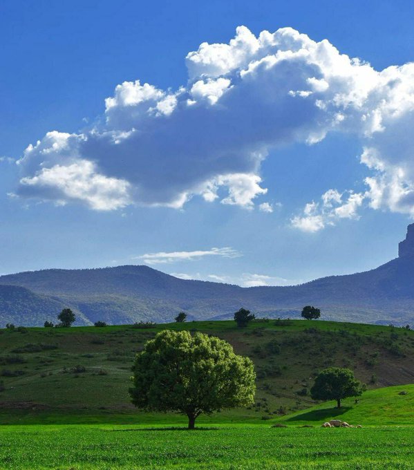 تک درخت زیبای بلوط در زاگرس