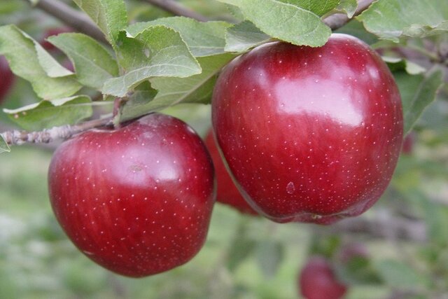 میوه پاییزی برای تقویت بدن
