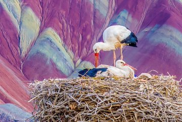 آشیانه لک‌لک‌های قلعه‌سنگی در کنار کوه‌های رنگی ماه نشان+عکس