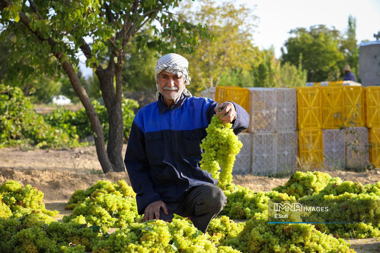 برداشت انگور از تاکستان‌های خنداب استان مرکزی + عکس