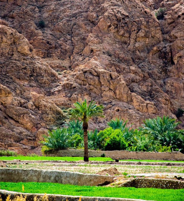 این طبیعت سرسبز طبس خودمان است+عکس