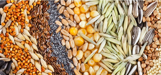 ۹ دانه مغذی را حتماً به رژیمتان اضافه کنید