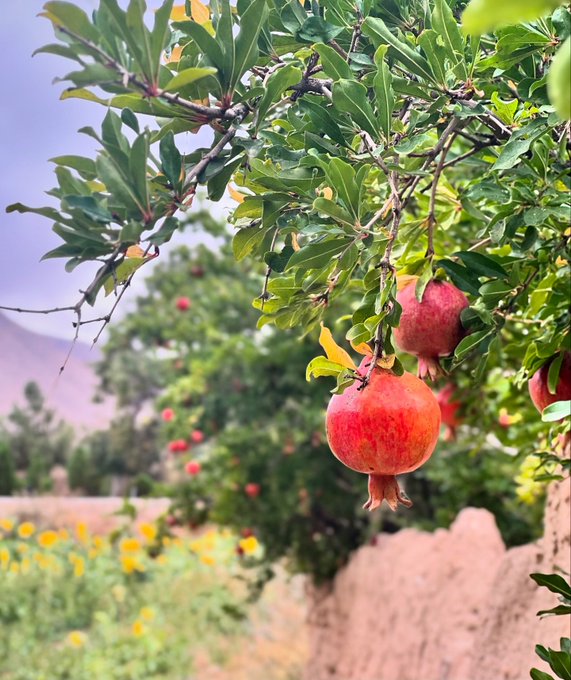 انارهای رسیده در روستای خورهه