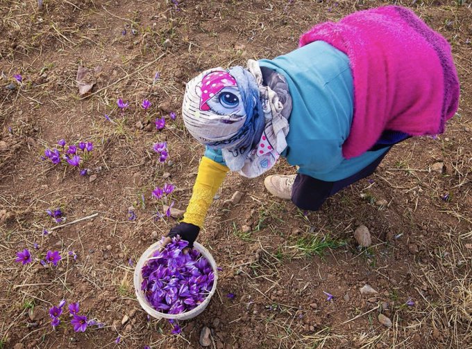 قابی خاص از چیدن زعفران در طبیعت زیبای حیدریه