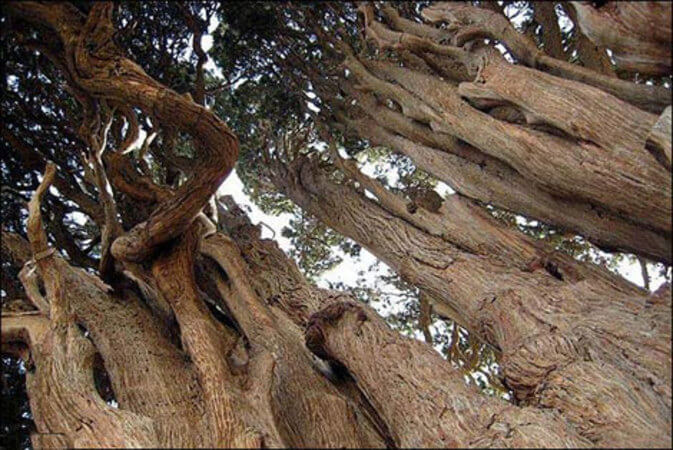  قدیمی ترین درخت جهان کجاست؟ + تصاویر