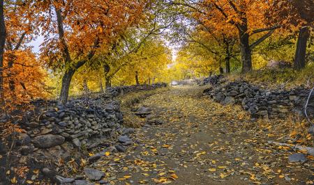 طبیعت بکر و زیبای علی آباد دمق شهرستان ملایر 