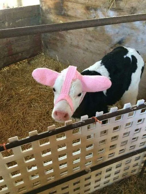 شیوه جالب دامداران برای محافظت از گوساله‌ها در برابر سرما