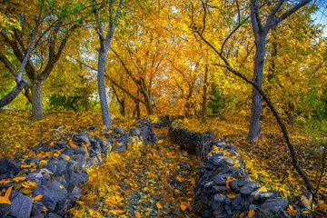 طبیعت بکر و زیبای علی آباد دمق شهرستان ملایر 