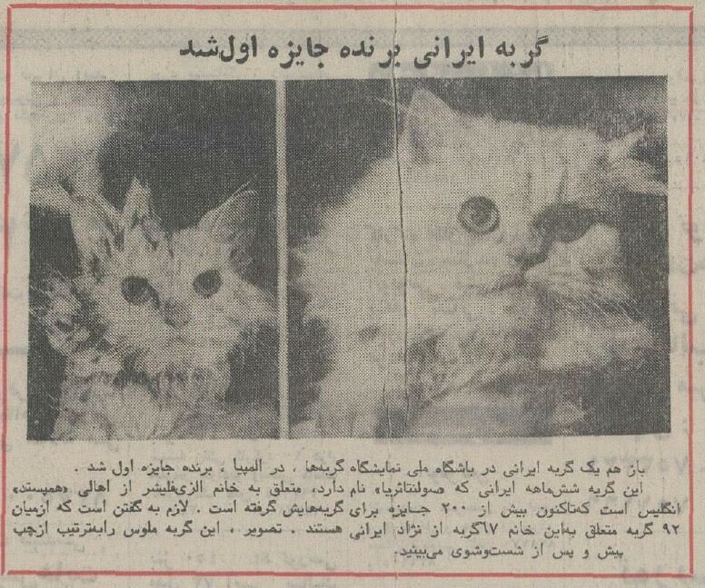گربه ایرانی در مسابقات گربه‌ها در لندن اول شد!+عکس