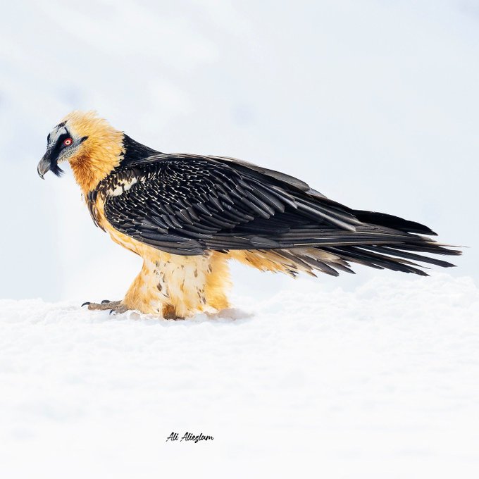 هما در کوهستان‌های البرز دیده شد