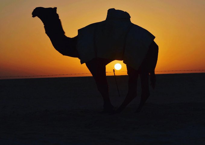 غروبِ بادیه در کنار یک شتر