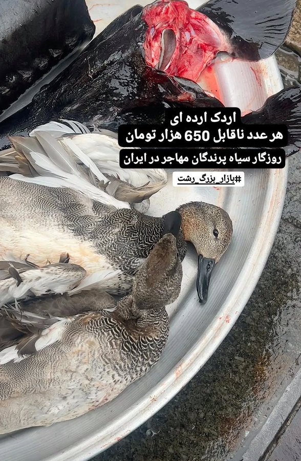 تصویر تلخ از روزگار سیاه پرندگان مهاجر در ایران+عکس