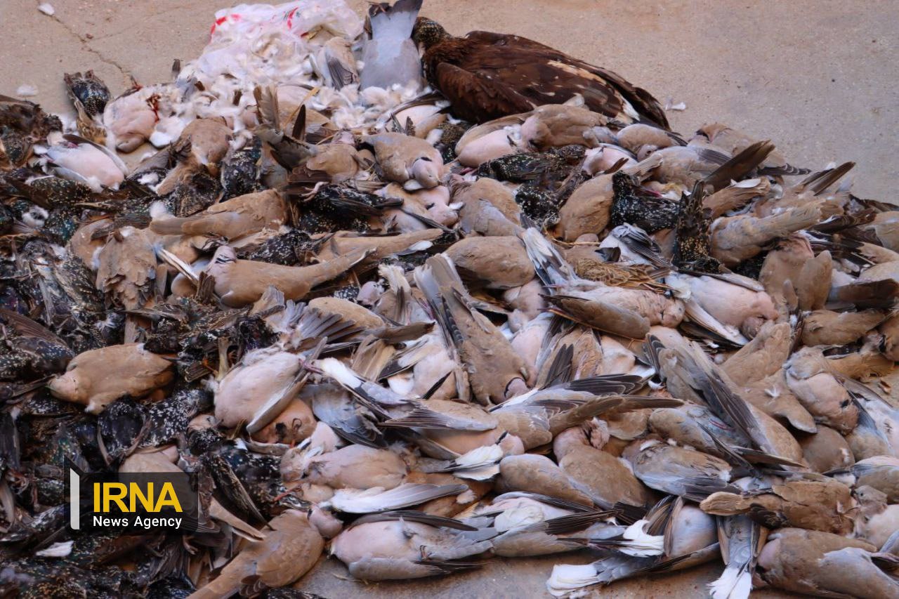مسمومیت گسترده پرندگان در اهواز+تصاویر غم انگیز