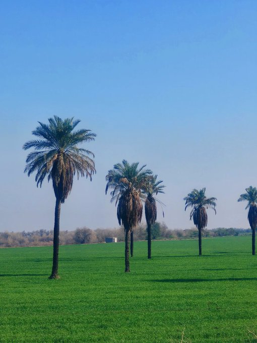نخل‌های ایستاده خوزستان ایران