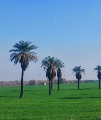نخل‌های ایستاده خوزستان ایران
