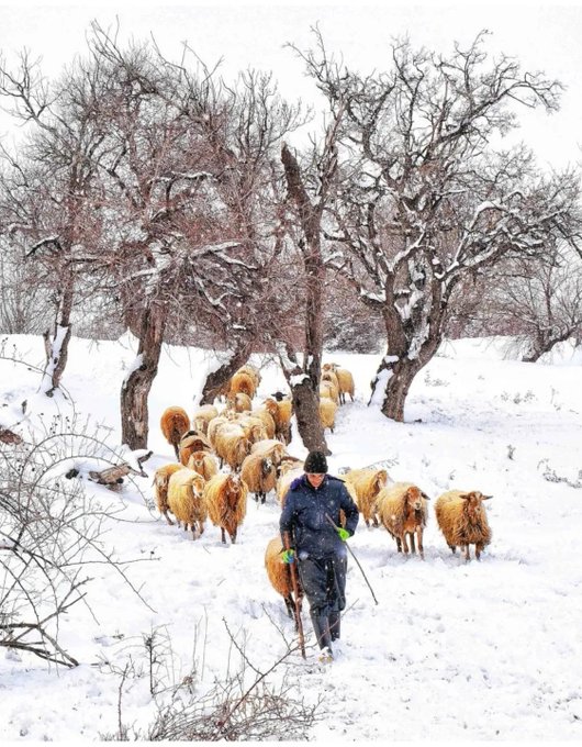 گله گوسفندان  چوپان در اهر برفی