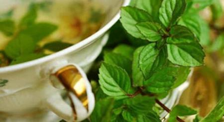 اختلالات گوارشی را با دمنوش این گیاه درمان کنید
