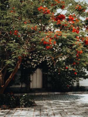 کوچه های بوشهر عطر و بوی بهار به خود گرفتند