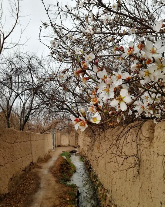 بهار در کوچه‌باغ‌های تفت