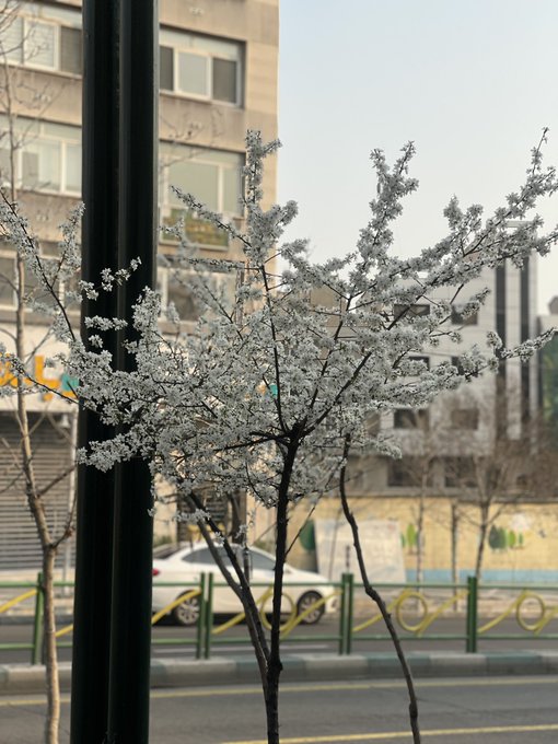 اولین شکوفه‌های بهاری ۱۴۰۴ در تهران زیبا