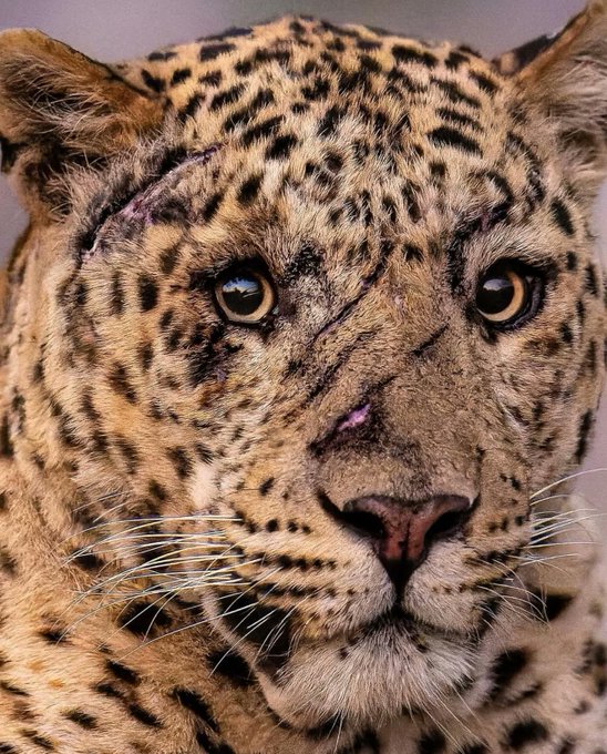 پلنگی با نشانه‌هایی از درگیری‌های بیشمار برسر قلمرو 