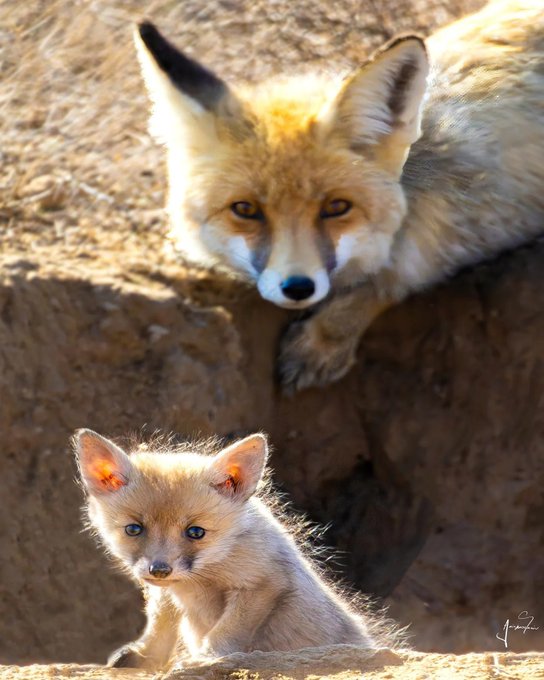 روباه‌های زیبا در خراسان