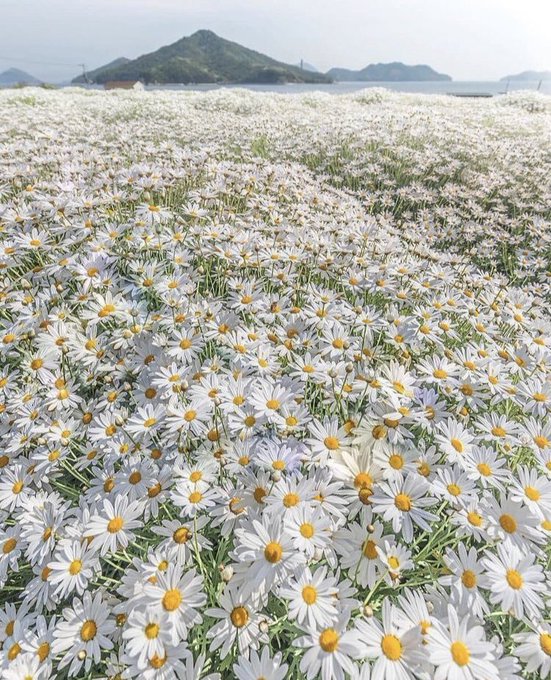 تصویر رویایی از بهار زیبا