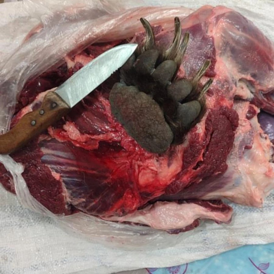 سلاخی یک خرس در ارتفاعات سوادکوه توسط شکارچیان بی‌رحم