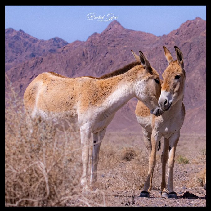 عکس یادگاری از گورهای ایرانی در یزد