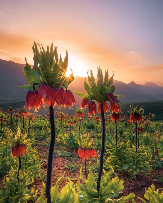 غروبی زیبا در دشت لاله‌های واژگون کوهرنگ