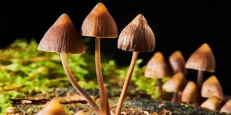 ترکیب موجود در قارچ به کمک درمان افسردگی می‌آید