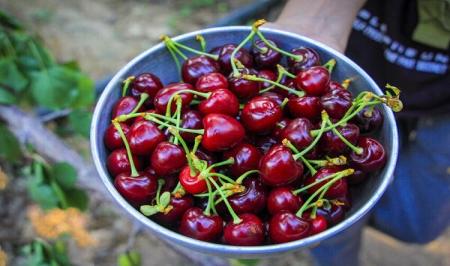 بهبود کیفیت خواب و سلامت قلب با این میوه خوشمزه تابستانی