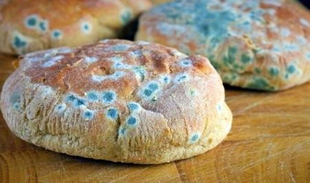 وجود این کپک ها روی غذا خطرناک است/ با این ترفندها نگذارید مواد غذایی کپک بزنند