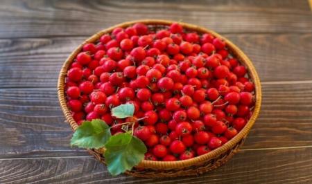 زالزالک قرمز دوای درد استرس و افسردگی شماست 