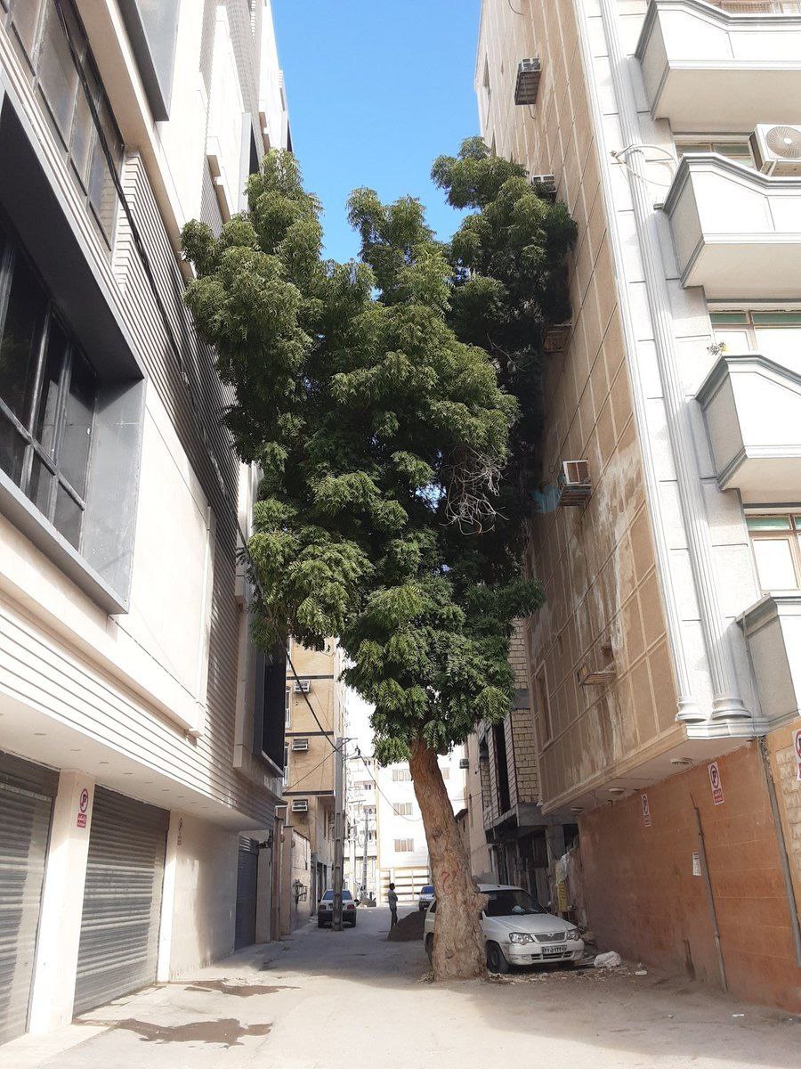 این تصویر از بندرعباس دل کاربران را برد+عکس