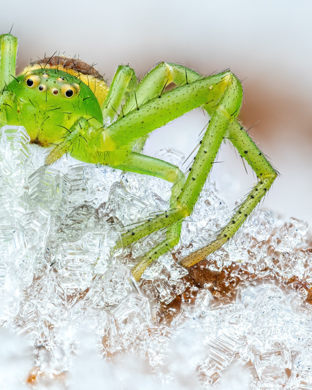 عنکبوت خرچنگی که در دمای منفی ۹ درجه سانتی گراد زنده مانده است؛ شگفتی بقا!+ تصاویر