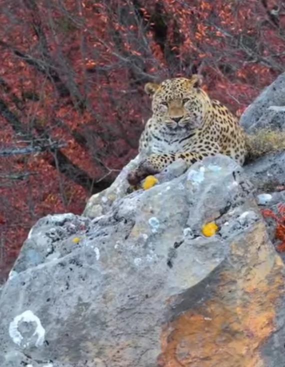 پلنگ ایرانی در پارک ملی کیاسر