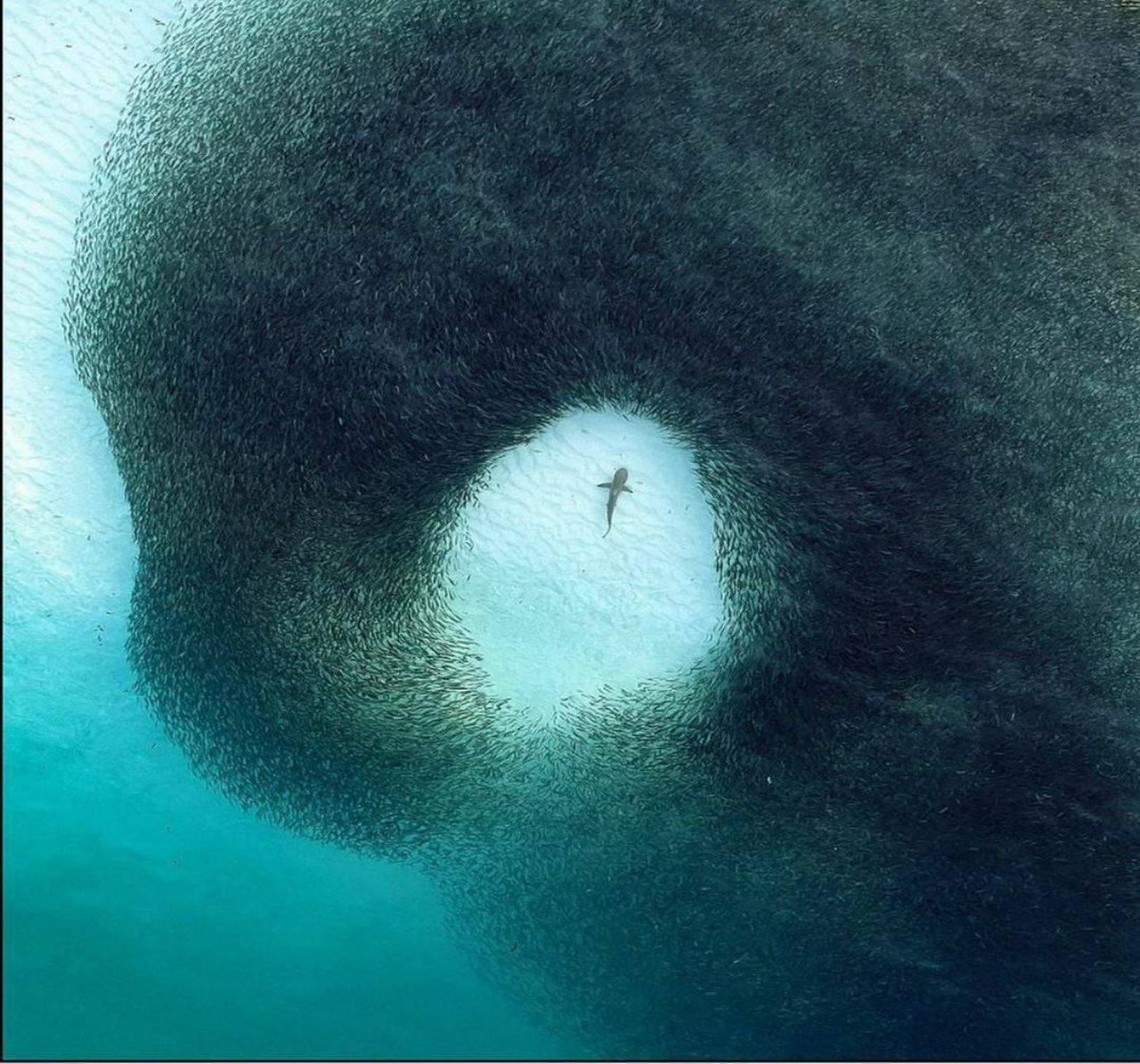 عکس خارق العاده از کوسه‌ای در جمع ماهیان 