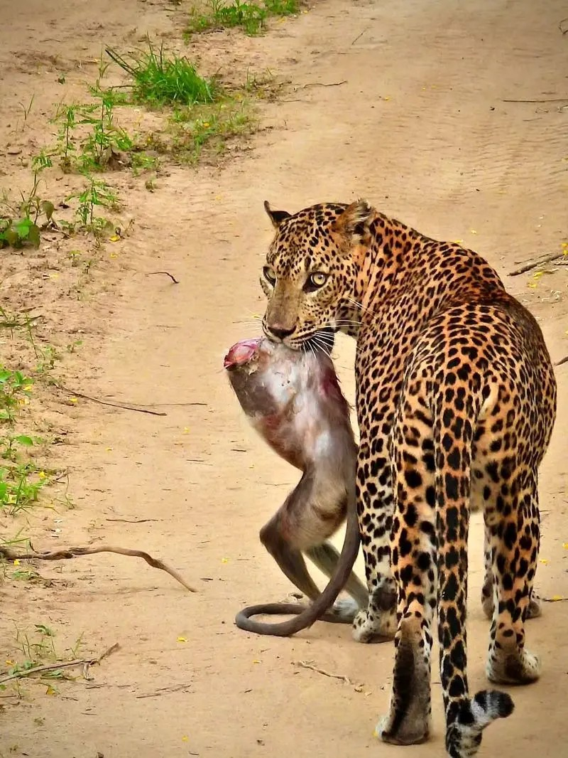 یک پلنگ با لاشه بی‌سرِ میمون+عکس