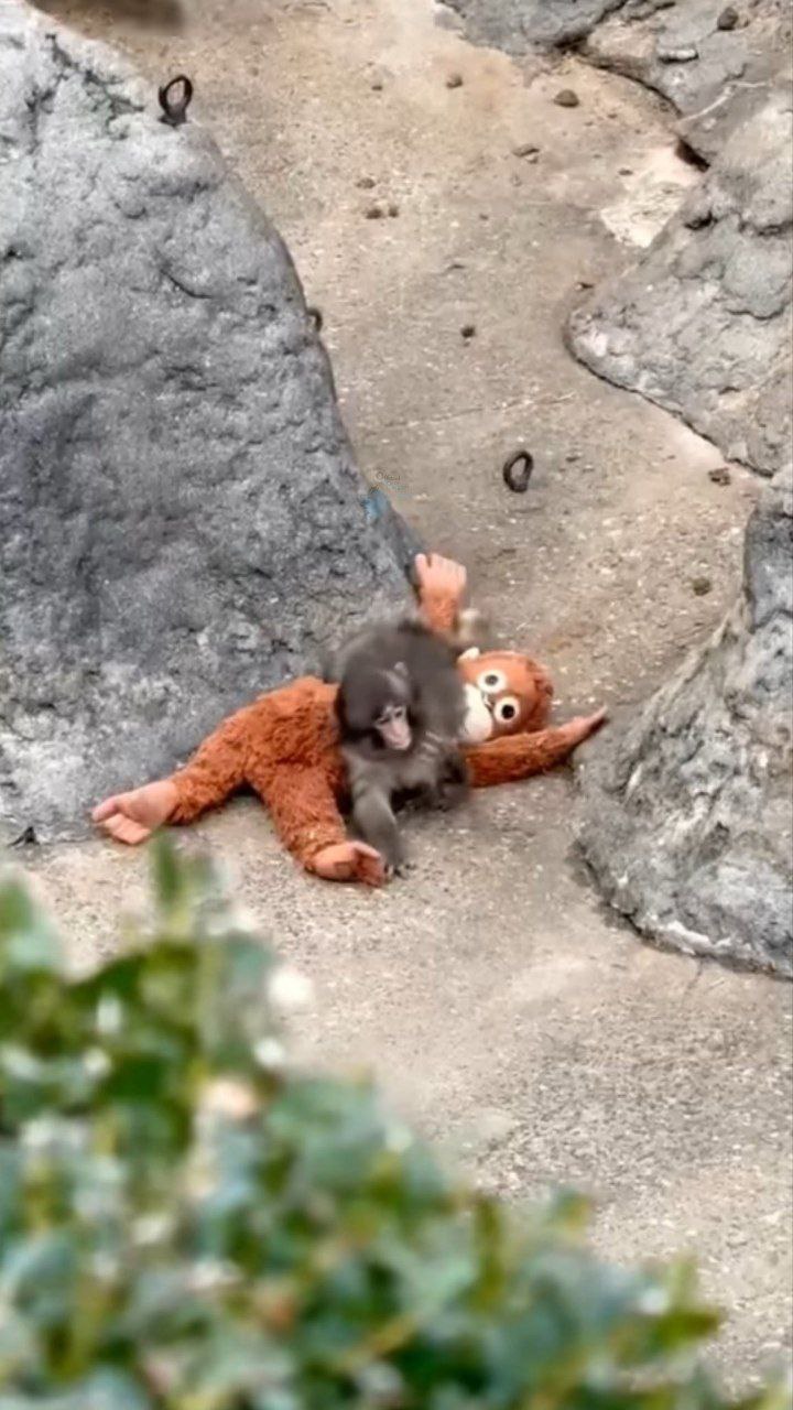 میمون یتیم ژاپنی با عروسک‌اش دل میلیون‌ها نفر را برد+عکس