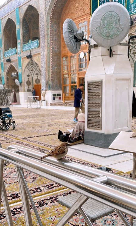 تصویری دل انگیز از گنجشک‌های حرم علوی