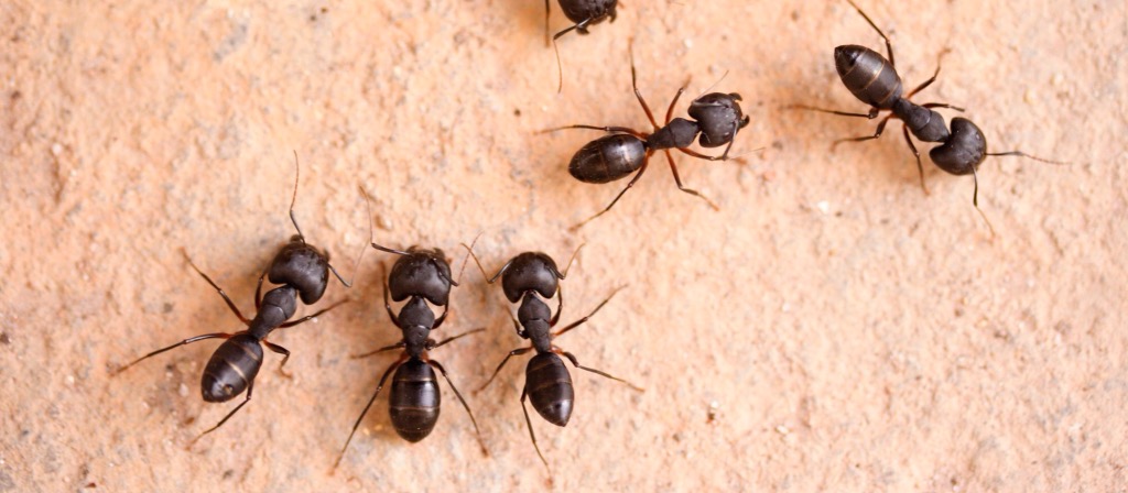 چند راه برای ذله کردن مورچه‌ها