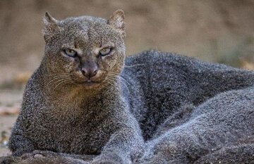 گربه‌ای عجیب که هم سوت می‌زند، هم جیک‌جیک می‌کند+ عکس