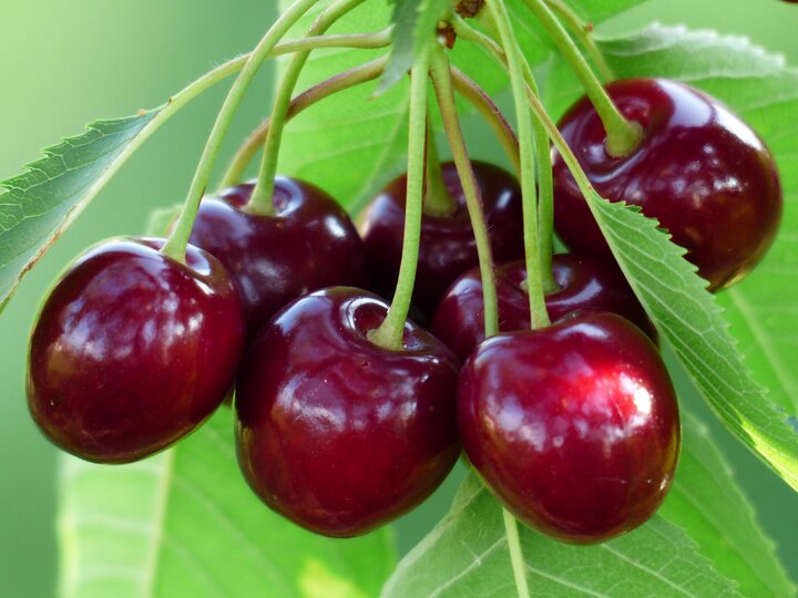 خواص شگفت‌انگیز گیلاس در طب سنتی را بشناسید