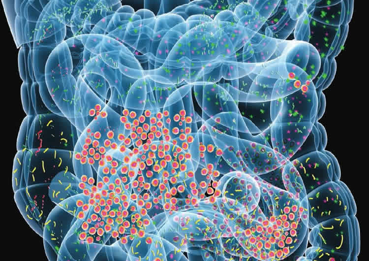 میکروب هایی که از این طریق با مغز در ارتباط هستند 