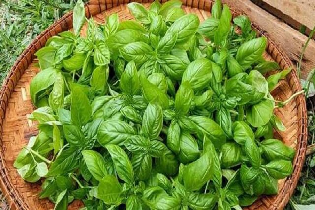کپسول ریحان، راهکاری طبیعی برای کاهش علائم سندرم پیش از قاعدگی