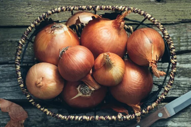 پیاز جوانه زده را دور بریزیم یا مصرف کنیم؟