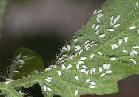  همه چیز درباره‌ حشره مزاحم پایتخت