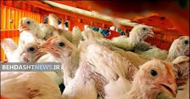 تمهیدات محیط زیست برای مقابله با شیوع آنفلوآنزای پرندگان