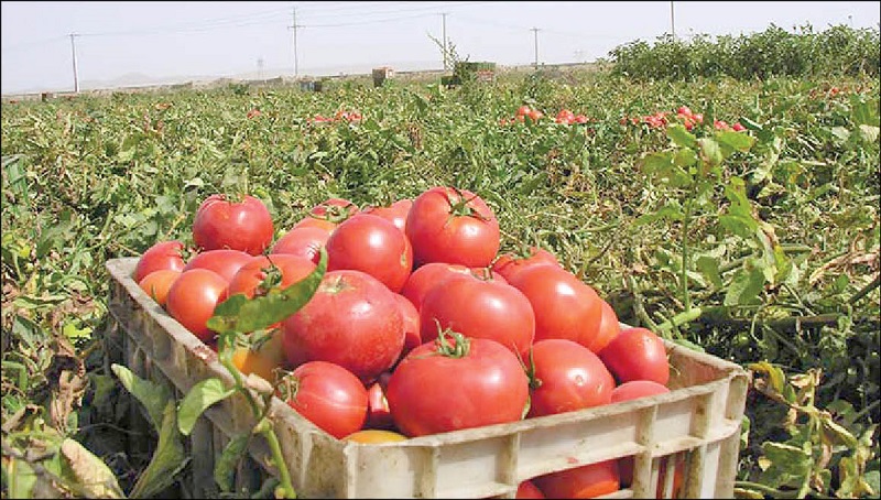 تسهیل در صادرات محصولات غیر نفتی با صدور گواهی بهداشت